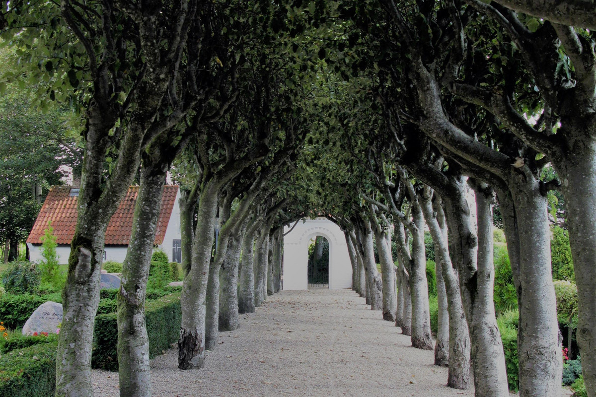 Billede af indgangssti med træer til Alslev Kirke