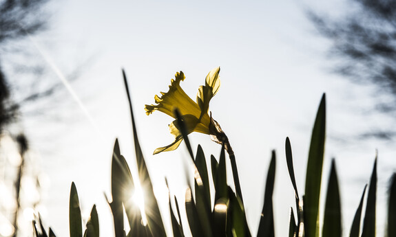 Billede af påskelilje i det fri