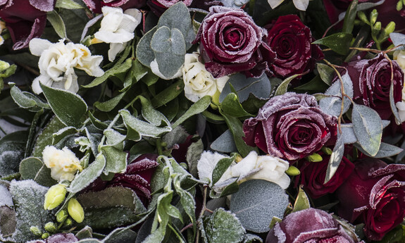 Billede af blomster i frost