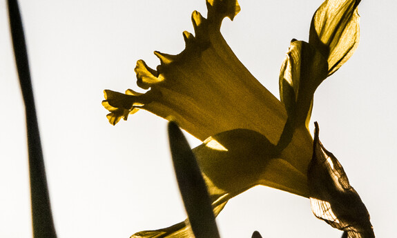 Billede af påskelilje i det fri