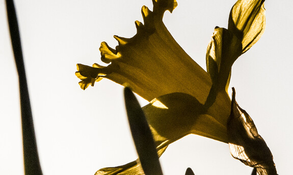 Billede af påskelilje i det fri