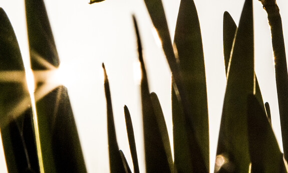 Billede af påskelilje i det fri