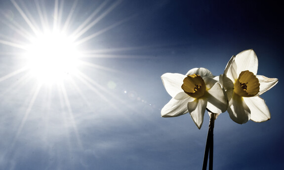 Billede af pinseliljer i det fri