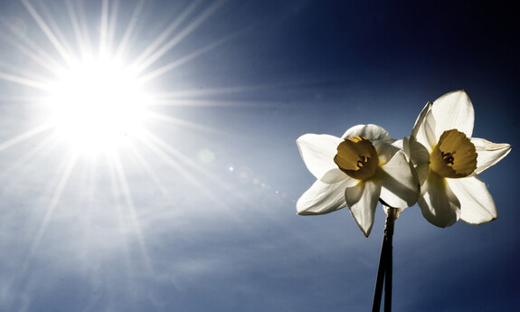 Billede af pinseliljer i det fri